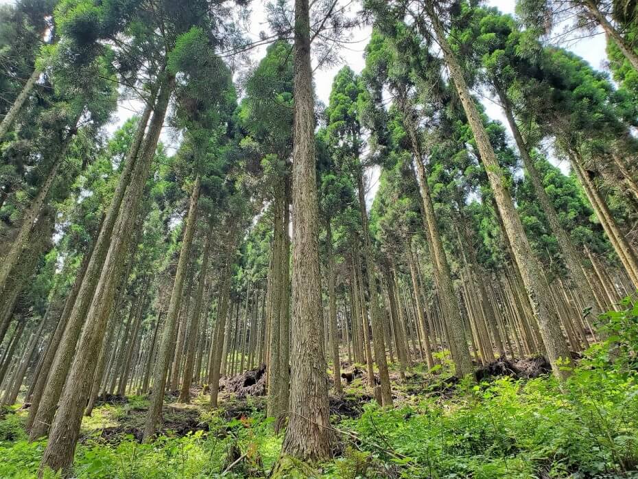 写真:熊本県小国町のアステリアの森