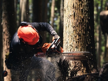 写真：小国杉の伐採イメージ